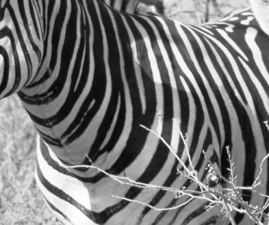 zebra patterns