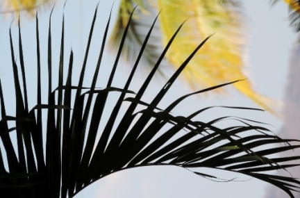 palm frond