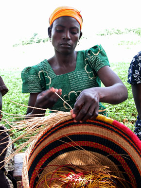 rwanda spiny rush grass