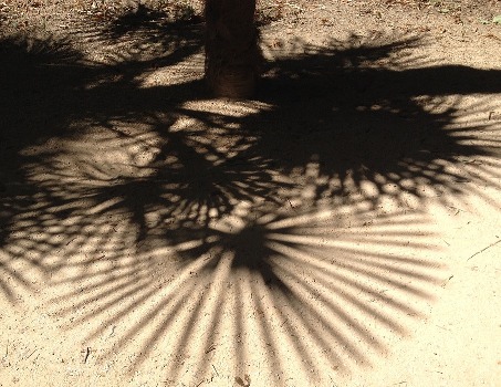 palm shadows