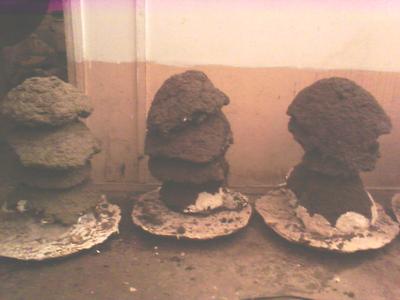 Colonies (Settlement)
